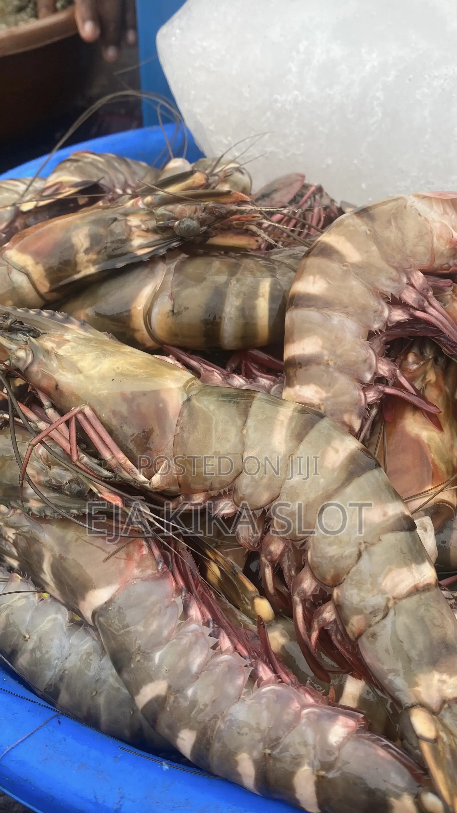 Jumbo Prawns and Shrimps