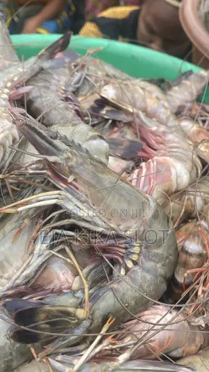 Jumbo Prawns and Shrimps