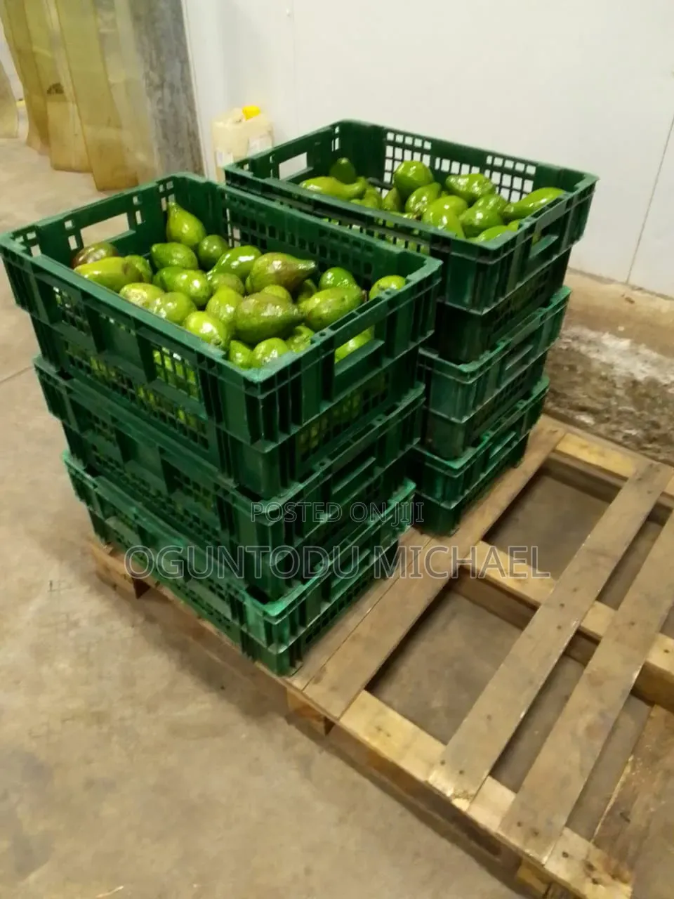 We Have Avocado,custard Apple, Ginger, Peppers, Processing Cashew Nut