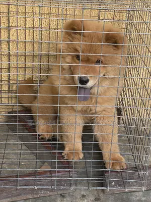 Boarding for Pets