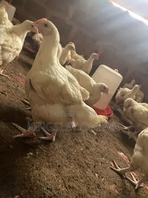 6 Weeks Old Chicken Available