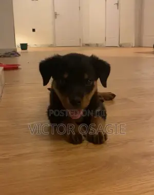 1-3 months Female Purebred Rottweiler