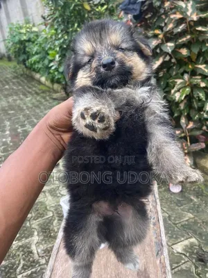 0-1 month Female Mixed Breed German Shepherd