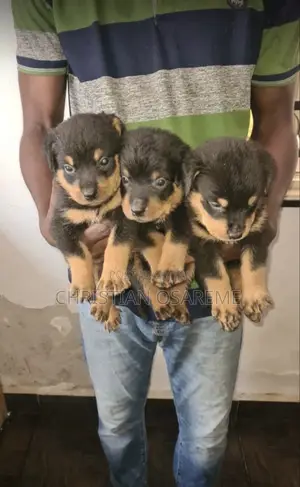 1-3 months Female Purebred Rottweiler