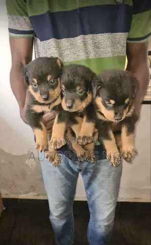 1-3 months Female Purebred Rottweiler