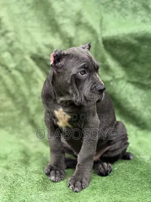1-3 months Female Purebred Cane Corso
