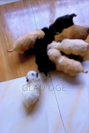 0-1 month Male Purebred Lhasa Apso