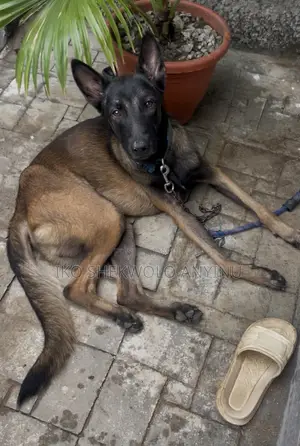 6-12 months Male Purebred Belgian Malinois