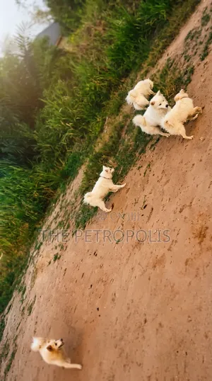 3-6 months Female Purebred American Eskimo