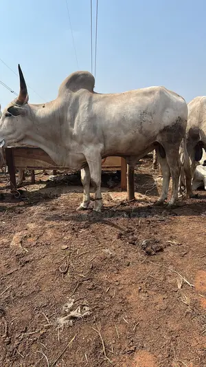 Big Cows Available