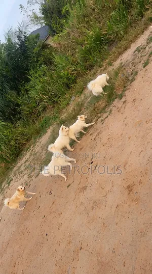 3-6 months Female Purebred American Eskimo