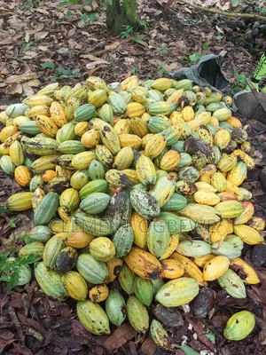 Fresh Hybrid Planting Cocoa Seed Pod
