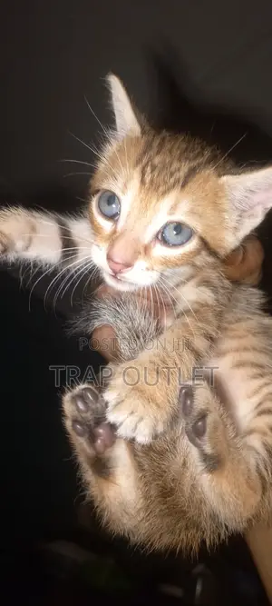 0-1 month Male Mixed Breed Exotic