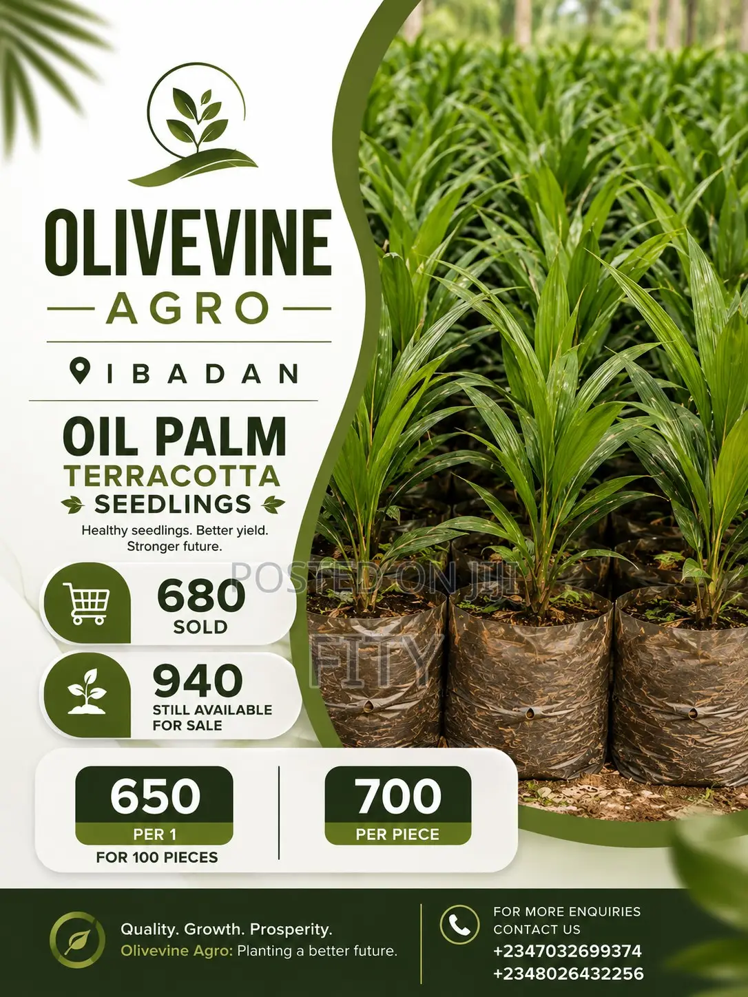 Oil Palm Terracotta Seedlings