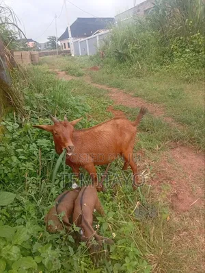 Livestock Goat 