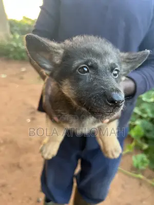 1-3 months Male Purebred German Shepherd