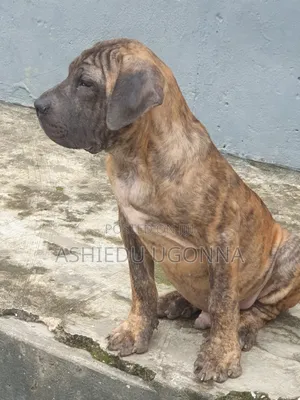 3-6 months Male Purebred Boerboel