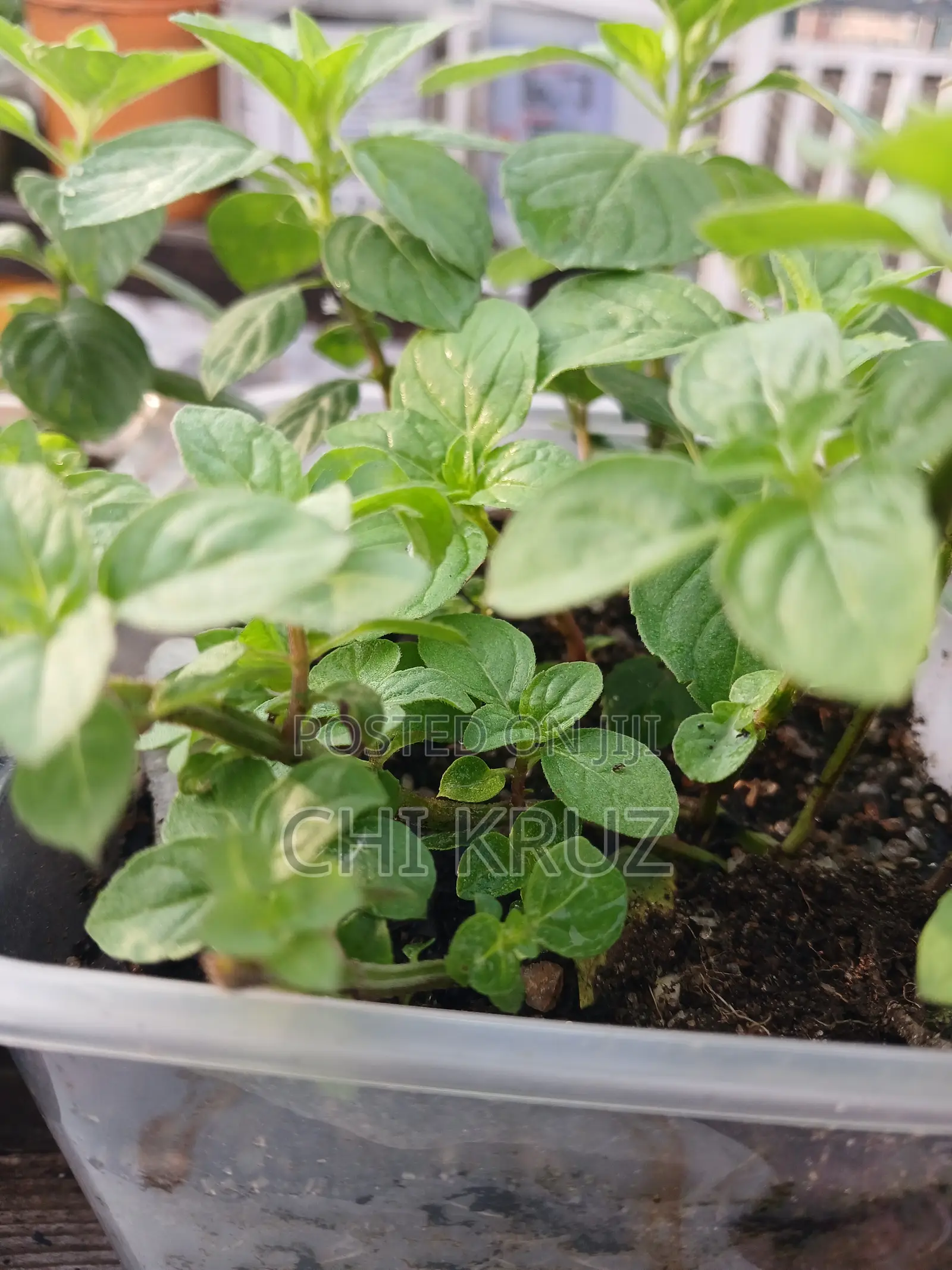 Menthol Mint Cornmint Mentha Seedling