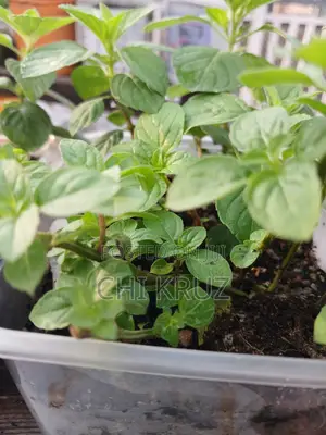Menthol Mint Cornmint Mentha Seedling
