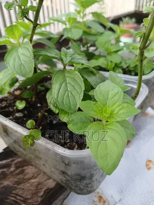 Menthol Mint Cornmint Mentha Seedling
