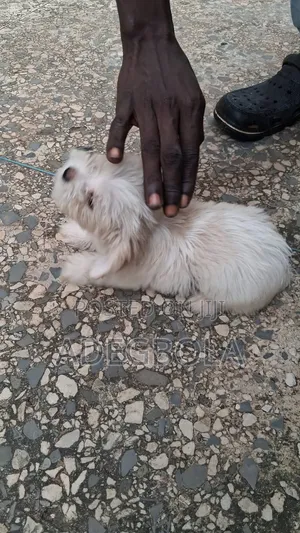 0-1 month Female Purebred Lhasa Apso