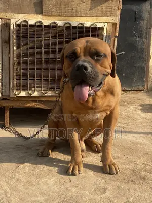 1+ year Male Purebred Boerboel