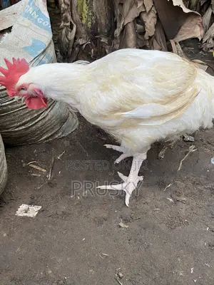 Live Chicken Available – Order Now