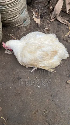 Live Chicken Available – Order Now