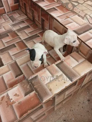1-3 months Male Purebred American Pit Bull Terrier
