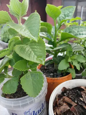 7 Choice Seedlings Vegetables and Herbs