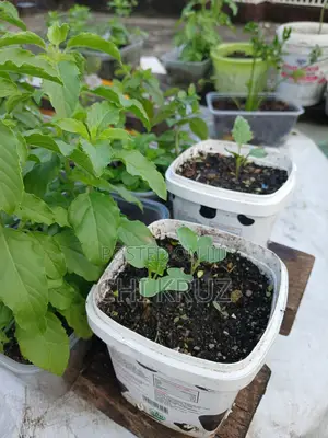 7 Choice Seedlings Vegetables and Herbs