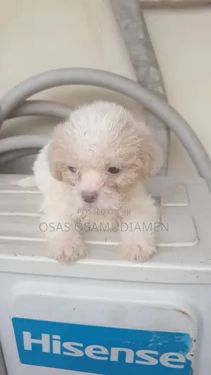 1-3 months Female Purebred Lhasa Apso