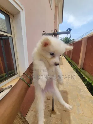 1-3 months Female Purebred American Eskimo