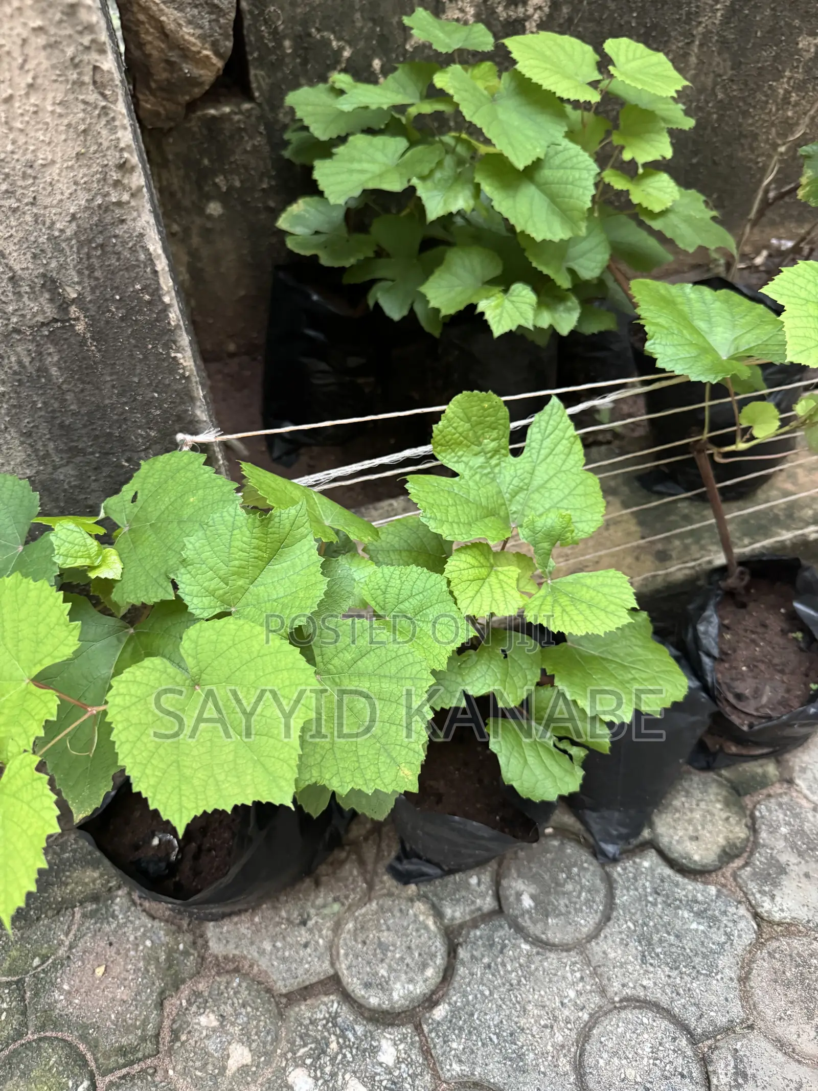 Premium Grape Vine Cuttings for Sale
