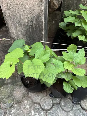 Premium Grape Vine Cuttings for Sale