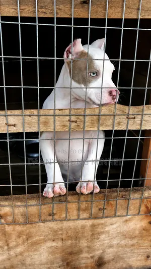 1-3 months Female Purebred American Bully