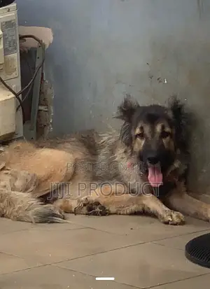 1+ year Female Purebred Caucasian Shepherd
