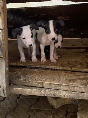 1-3 months Female Purebred Dog