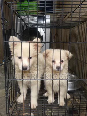 1-3 months Female Purebred American Eskimo