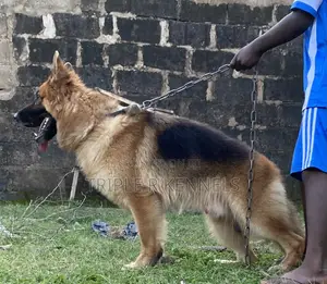 1+ year Male Purebred German Shepherd