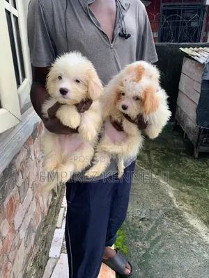 1-3 months Male Purebred Lhasa Apso