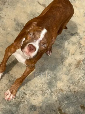 1-3 months Male Purebred American Pit Bull Terrier