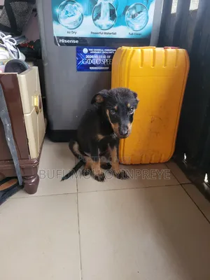 3-6 months Male Purebred Rottweiler