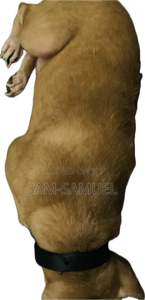 1+ year Male Mixed Breed Mongrel (No Breed)