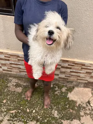 3-6 months Female Purebred Lhasa Apso