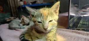 1-3 months Female Mixed Breed Tabby