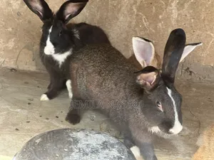 Healthy Rabbits for Sale