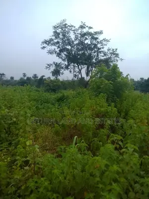 500 Acres Available for Sale in Oyo State at Cheaper Price