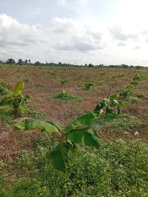 Estate Farmland