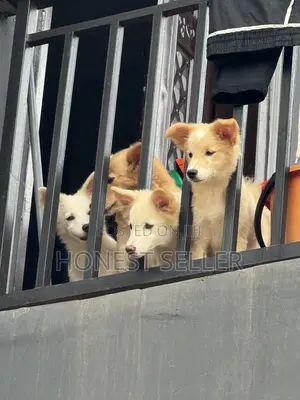 1-3 months Female Purebred American Eskimo